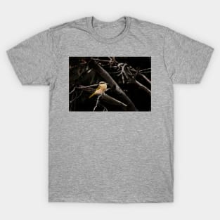 Singing Honeyeater_VOA8137 T-Shirt